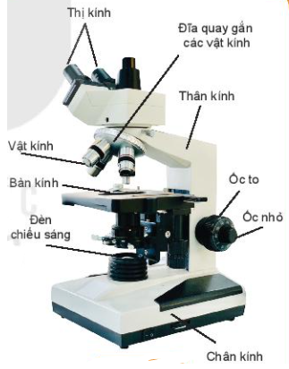 Lý thuyết Bài 4: Sử dụng kính hiển vi quang học- Kết nối tri thức (ảnh 1)