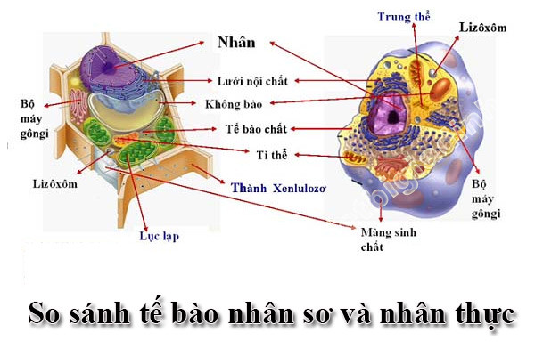 Lý thuyết Ôn tập phần sinh học tế bào | Sinh học lớp 10 (ảnh 1)
