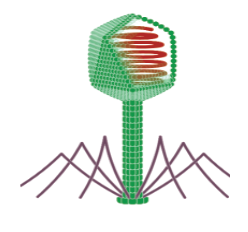 Lý thuyết Cấu trúc các loại virut | Sinh học lớp 10 (ảnh 1)