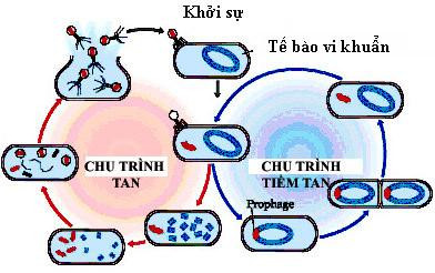 Lý thuyết Sự nhân lên của Virut trong tế bào chủ | Sinh học lớp 10 (ảnh 1)