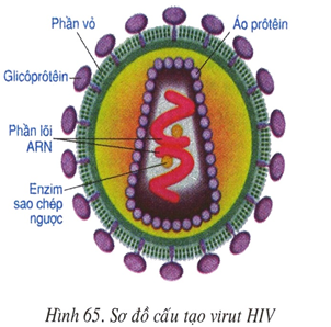 Lý thuyết Sự nhân lên của Virut trong tế bào chủ | Sinh học lớp 10 (ảnh 1)