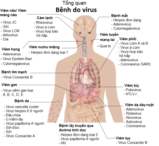 Lý thuyết Bệnh truyền nhiễm và miễn dịch | Sinh học lớp 10 (ảnh 1)