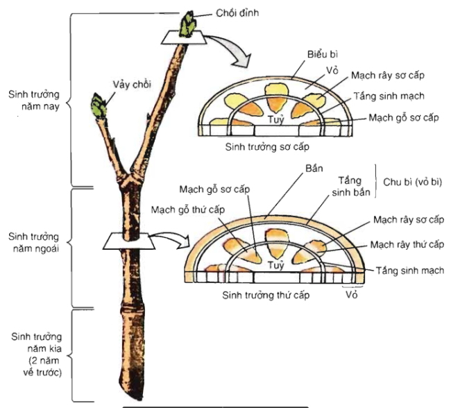 Lý thuyết Sinh trưởng ở thực vật| Sinh học lớp 11 (ảnh 1)