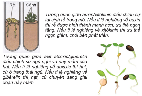 Lý thuyết Hoocmôn ở thực vật| Sinh học lớp 11 (ảnh 1)