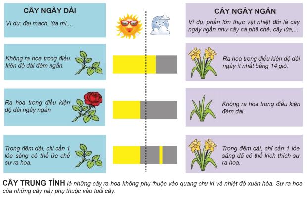 Lý thuyết Sinh học 11 Bài 36 (mới 2023 + Bài Tập): Phát triển ở thực vật có hoa