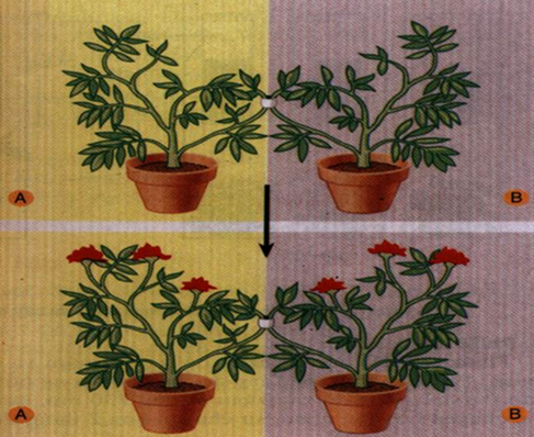 Lý thuyết Phát triển ở thực vật sở hữu hoa| Sinh học tập lớp 11 (ảnh 1)
