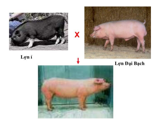 Lý thuyết Các nhân tố ảnh hưởng đến sinh trưởng và phát triển ở động vật (tiếp theo)| Sinh học lớp 11 (ảnh 1)