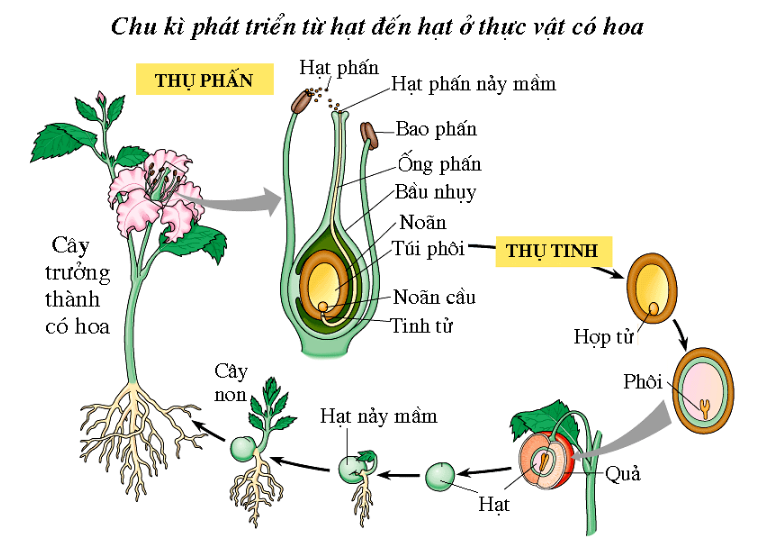 Lý thuyết Sinh sản hữu tính ở thực vật| Sinh học lớp 11 (ảnh 1)