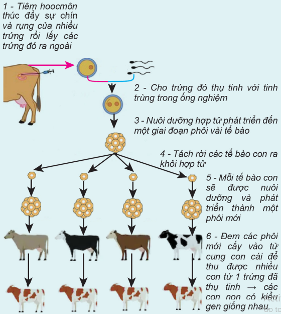 Lý thuyết Điều khiển sinh sản ở động vật và sinh đẻ kế hoạch ở người| Sinh học lớp 11 (ảnh 1)
