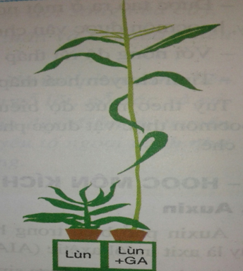 Lý thuyết Hoocmôn ở thực vật| Sinh học lớp 11 (ảnh 1)