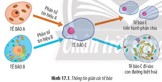 Giải Sinh học 10 Bài 17 (Chân trời sáng tạo): Thông tin giữa các tế bào  (ảnh 1)