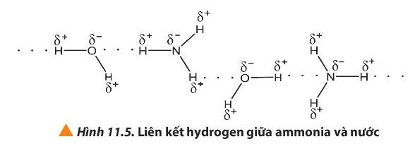 Lý thuyết Hóa học 10 Bài 11: Liên kết hydrogen và tương tác van der waals - Chân trời sáng tạo (ảnh 1)