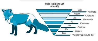 TOP 30 câu Trắc nghiệm Hệ thống phân loại sinh vật có đáp án - Khoa học tự nhiên lớp 6 Kết nối tri thức (ảnh 1)