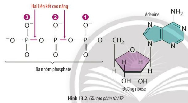 Giải Sinh học 10 Bài 13 (Chân trời sáng tạo): Chuyển hóa vật chất và năng lượng trong tế bào  (ảnh 1)