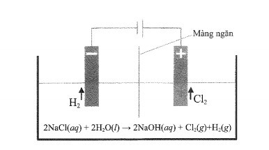 Sách bài tập Hóa học 10 Bài 17 (Cánh diều): Nguyên tố và đơn chất halogen  (ảnh 1)