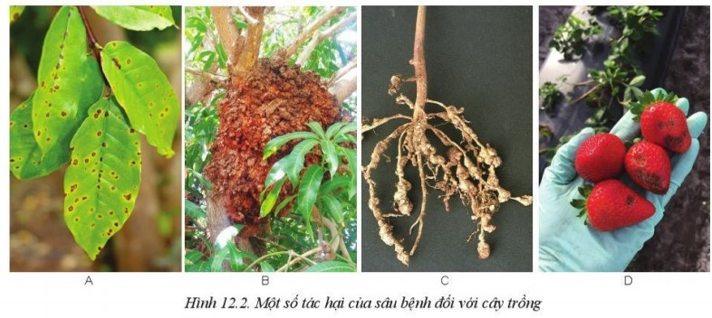 Lý thuyết Công nghệ 10 Bài 12: Tác hại của sâu, bệnh đối với cây trồng - Cánh diều  (ảnh 1)