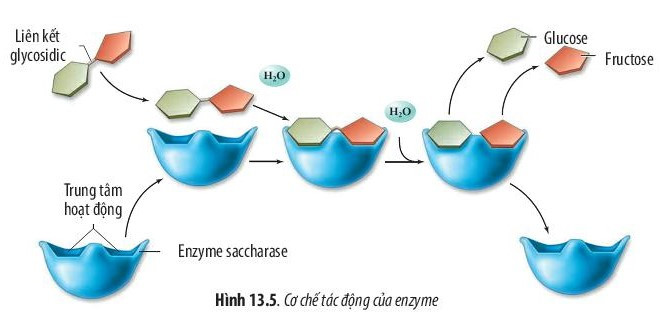 Giải Sinh học 10 Bài 13 (Chân trời sáng tạo): Chuyển hóa vật chất và năng lượng trong tế bào  (ảnh 1)