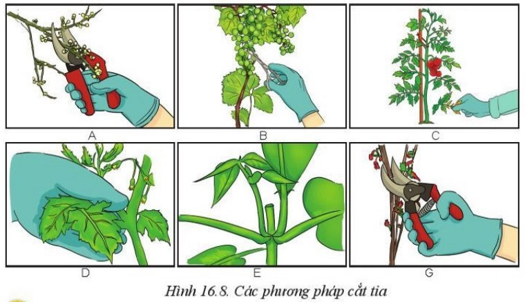 Lý thuyết Công nghệ 10 Bài 16: Quy trình trồng trọt - Cánh diều  (ảnh 1)