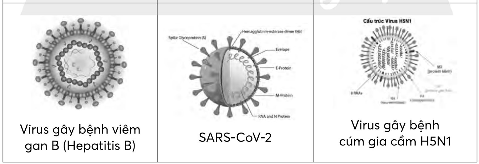 Giải Sinh học 10 Bài 29 (Chân trời sáng tạo): Virus  (ảnh 1)
