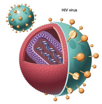Giải Sinh học 10 Bài 31 (Chân trời sáng tạo): Virus gây bệnh  (ảnh 1)