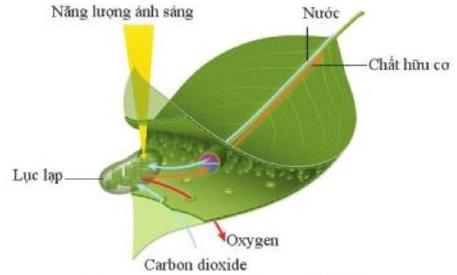 Lý thuyết Khoa học tự nhiên 7 Bài 18: Quang hợp ở thực vật - Cánh diều (ảnh 1)