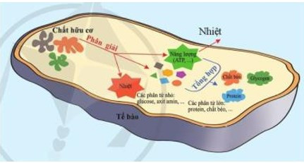 Lý thuyết Khoa học tự nhiên 7 Bài 21: Hô hấp tế bào - Cánh diều (ảnh 1)