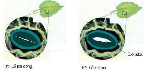 Lý thuyết Khoa học tự nhiên 7 Bài 23: Trao đổi khí ở sinh vật - Cánh diều (ảnh 1)