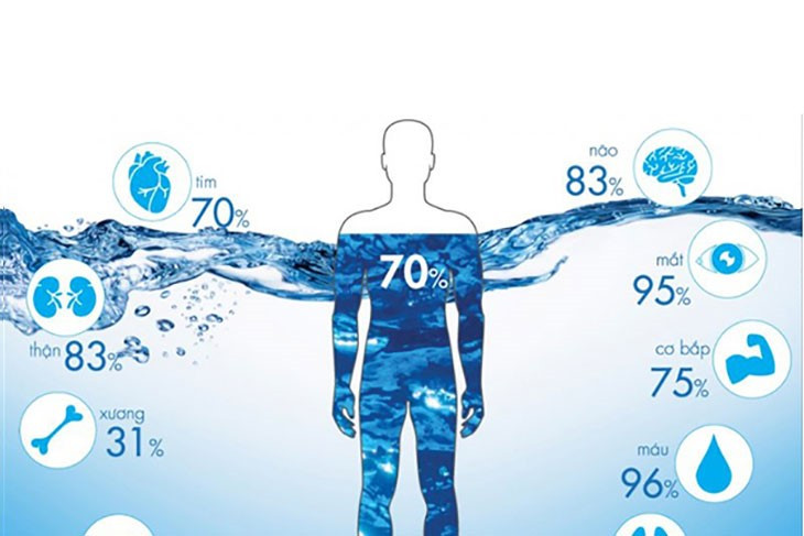 Lý thuyết Khoa học tự nhiên 7 Bài 24: Vai trò của nước và các chất dinh dưỡng đối với cơ thể sinh vật - Cánh diều (ảnh 1)
