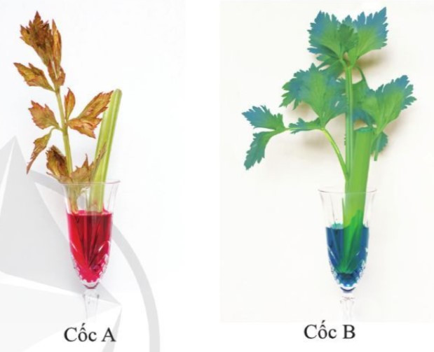 Lý thuyết Khoa học tự nhiên 7 Bài 25: Trao đổi nước và các chất dinh dưỡng ở thực vật - Cánh diều (ảnh 1)