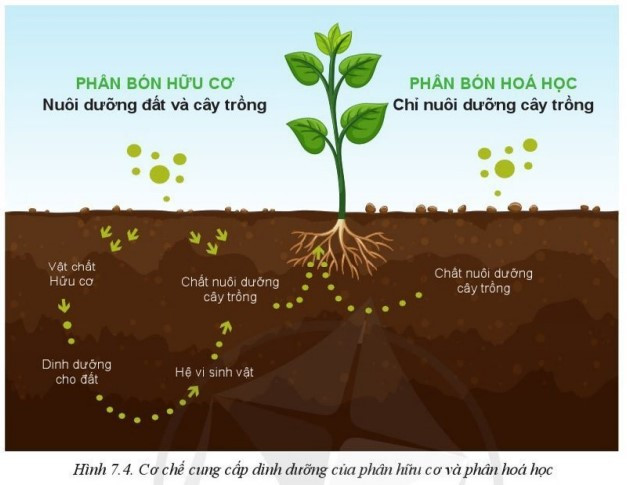Lý thuyết Công nghệ 10 Bài 7: Một số loại phân bón thường dùng trong trồng trọt - Cánh diều  (ảnh 1)
