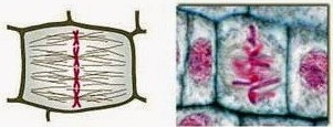 Giải Sinh học 10 Bài 20 (Chân trời sáng tạo): Thực hành: Quan sát tiêu bản các kì phân bào nguyên phân và giảm phân  (ảnh 1)
