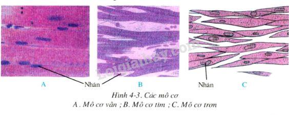 Hình dạng, cấu tạo tế bào cơ vân và tế bào cơ tim giống nhau và khác nhau (ảnh 1)