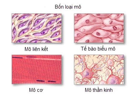 Giải VBT Sinh học 8 Bài 5: Thực hành: Quan sát tế bào và mô (ảnh 1)