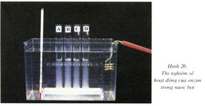 Trình bày lại các bước thí nghiệm xác định vai trò và điều kiện hoạt động của enzim (ảnh 1)
