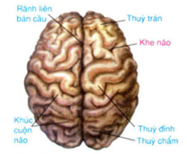 Vẽ sơ đồ đại não và trình bày hình dạng, cấu tạo ngoài (ảnh 1)