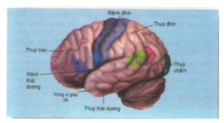 Vẽ sơ đồ đại não và trình bày hình dạng, cấu tạo ngoài (ảnh 1)