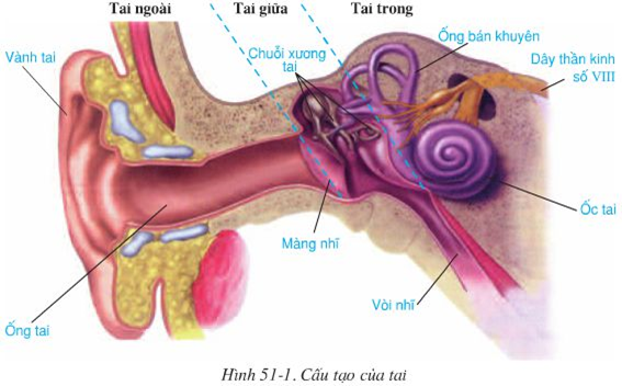 Hãy quan sát hình 51 – 1 SGK để hoàn chỉnh thông tin về các thành phần cấu tạo (ảnh 1)