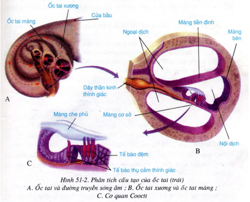 Hãy quan sát kĩ hình 51 – 2 SGK kết hợp với thông tin trong bài để nêu cấu tạo (ảnh 1)