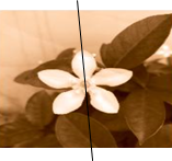 Các bông hoa và chiếc lá dưới đây, hình nào có tính đối xứng (ảnh 1)