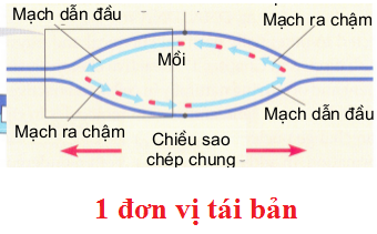 Khi nói về quá trình nhân đôi ADN ở tế bào nhân thực, phát biểu nào sau đây là không đúng? (ảnh 1)