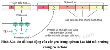 Trong cơ chế điều hòa hoạt động của Operon Lac, sự kiện nào sau diễn ra khi môi trường nuôi cấy không có đường lactôzơ? (ảnh 1)