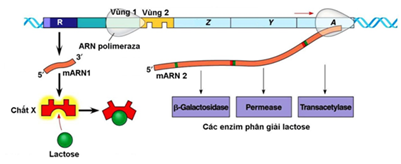 Những sự kiện nào sau đây xảy ra trong điều hòa hoạt động của opêron Lac khi môi trường có lactôzơ? (ảnh 1)