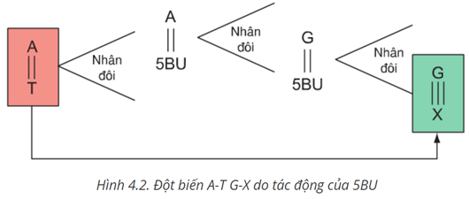 Hóa chất 5BU là chất đồng đẳng của timin nên có thể gây ra đột biến (ảnh 1)