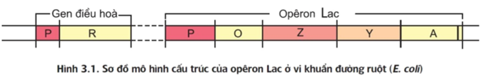 Theo Jacôp và Mônô, cấu tạo Ôpêron Lac gồm các thành phần có trình tự sắp xếp (ảnh 1)