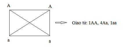 Phép lai AAaa × AAaa . ở thế hệ sau với tỉ lệ thuần chủng là 	A. 1/18 	B. 6/36 	C. 1/36 	D. 1/2.  (ảnh 1)