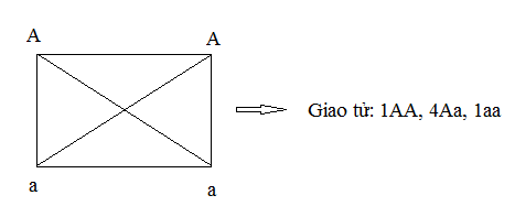 Giả sử thể tứ bội 4n giảm phân chỉ cho giao tử 2n hữu thụ. Cơ thể 4n có kiểu gen Aaaa khi giảm phân cho giao tử Aa chiếm tỷ lệ là: (ảnh 1)