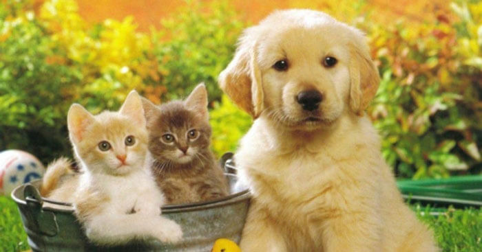 TOP 6 mẫu Thuyết minh về một giống vật nuôi (2026) SIÊU HAY (ảnh 1)