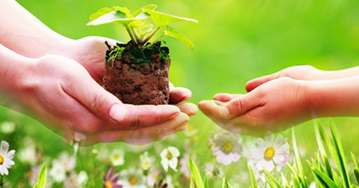 TOP 6 mẫu Làm đơn gửi công ty cây xanh hoặc ủy ban nhân dân địa phương đề nghị cho tỉa cành (2025) SIÊU HAY (ảnh 1)