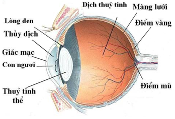Các dạng bài tập về mắt và cách giải – Vật lý lớp 11 (ảnh 1)