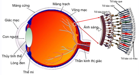 Công thức tính tiêu cự của mắt hay, chi tiết - Vật lý lớp 11 (ảnh 1)